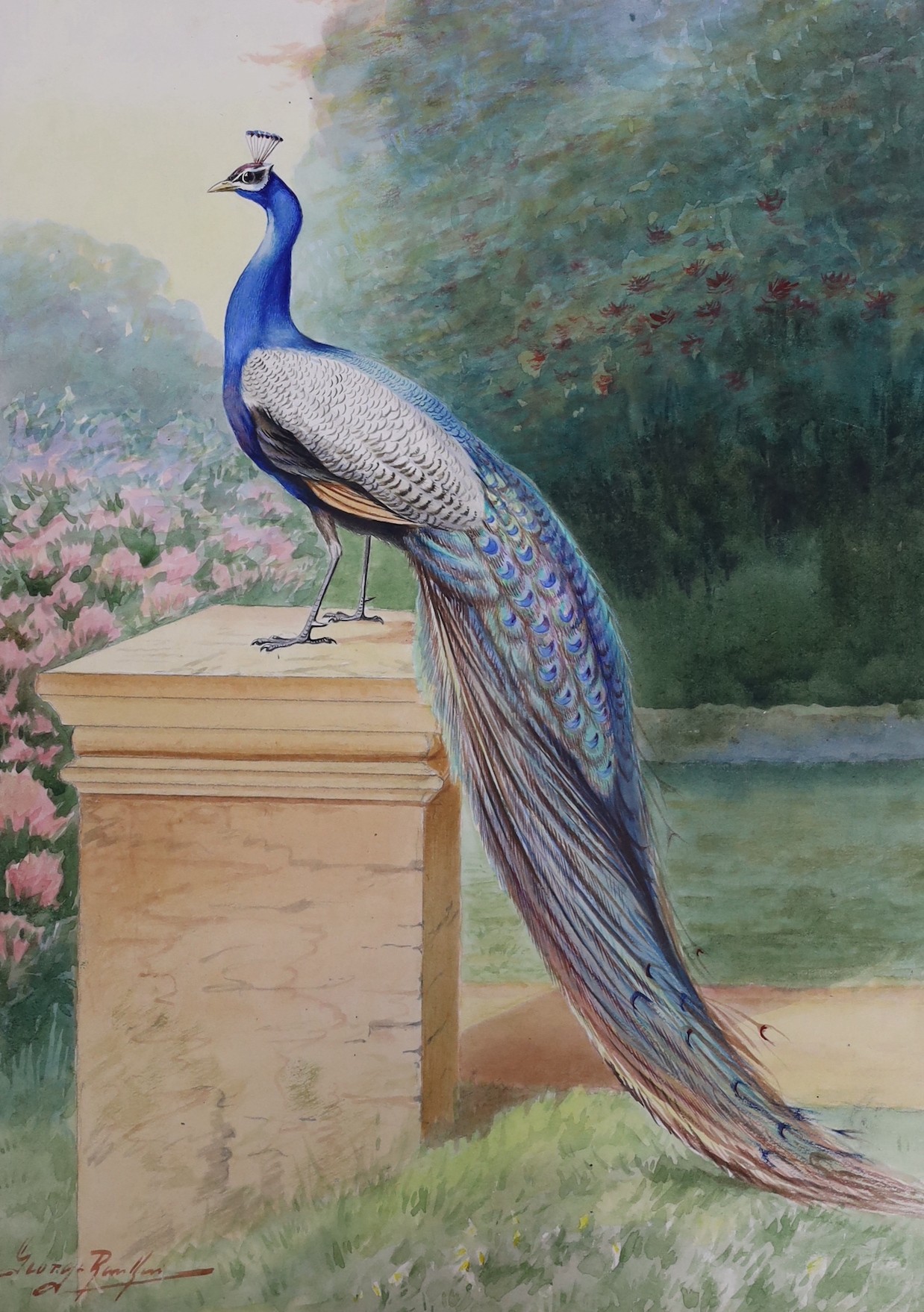 George Rankin (1864-1937), two watercolours, Peacock and Turtle Doves, signed, largest 40 x 29cm, unframed
